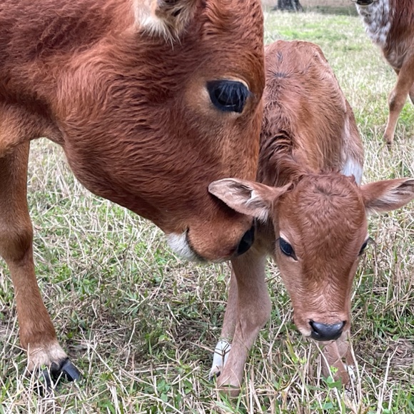 Meet your Posher, Victoria - Picture 15 of 16